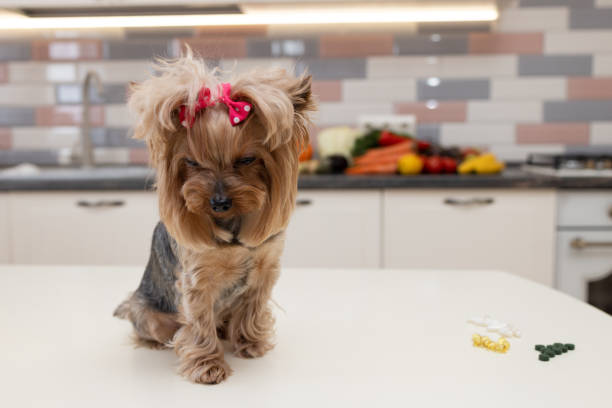 istock A Yorkshire Terrier sits on a table next to a pile of pills and capsules 1817899238