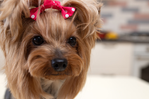 Yorkshire Terrier head with a red bow close-up, copy space