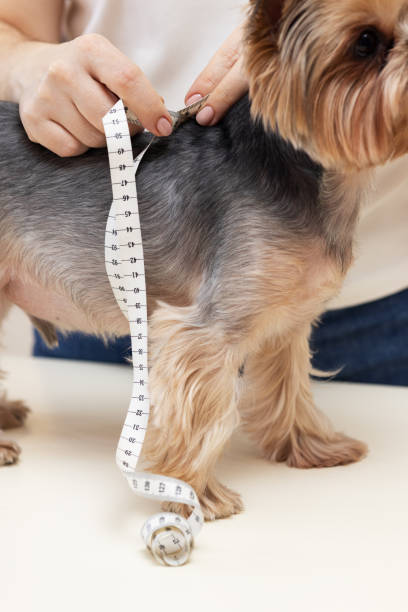 istock The Yorkshire Terrier is measured with a centimeter tape 1817899679