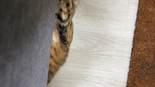 fat tabby cat under sofa