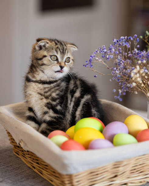 istock Serious Scottish fold tabby kitten in a basket with Easter eggs 1817908703