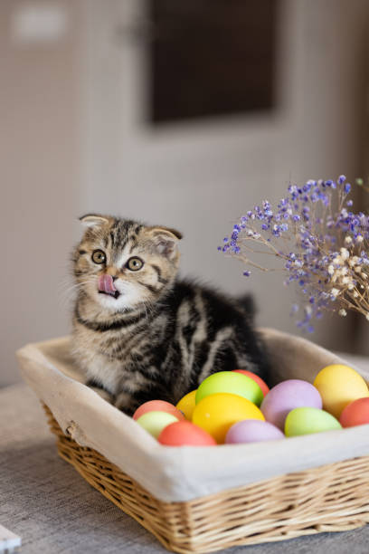 istock Licking Scottish fold kitten, tabby striped in a basket with Easter eggs 1817908704