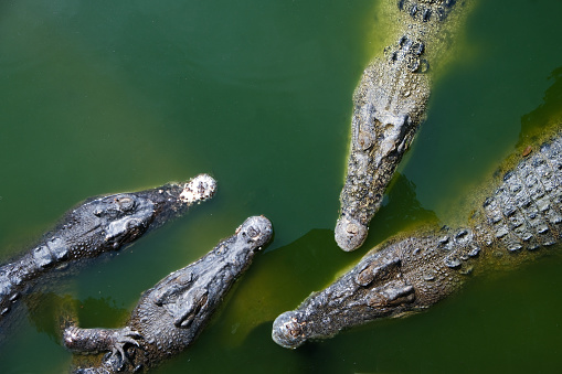 Head and body of several crocodiles Crocodile pokes its head into the river.wildlife and environment concept