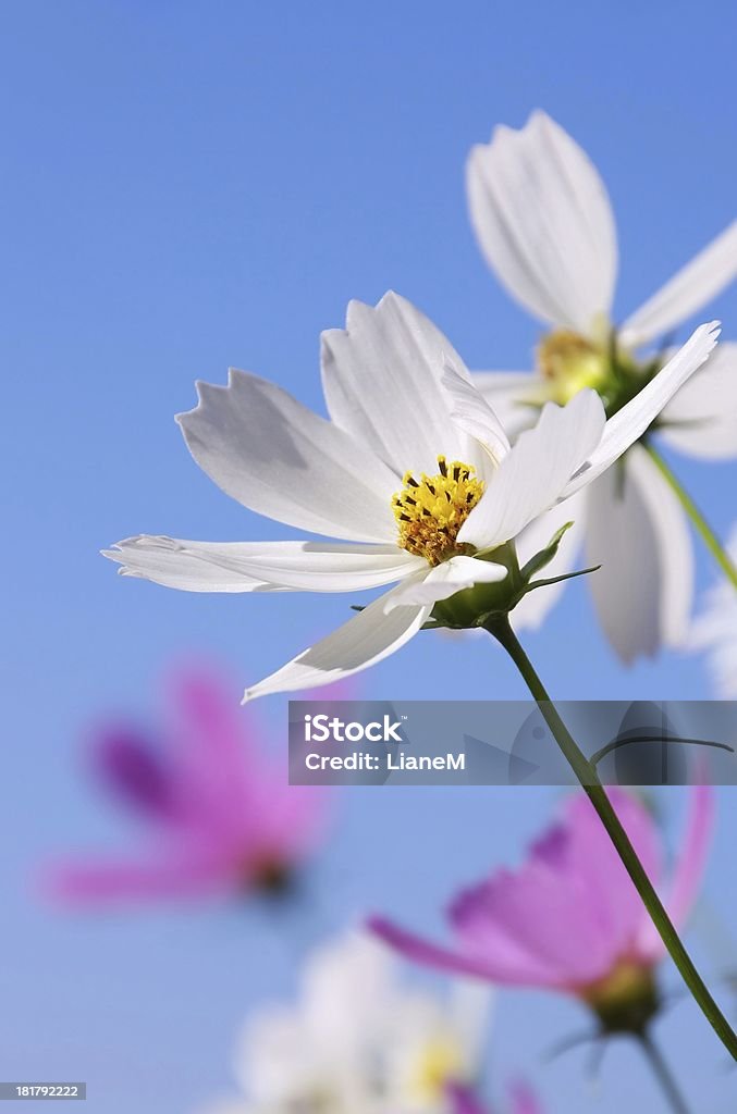 Cosmea Cosmea flower Beauty In Nature Stock Photo