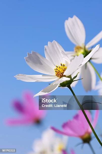 Cosmea Stock Photo - Download Image Now - Beauty In Nature, Beet, Blue