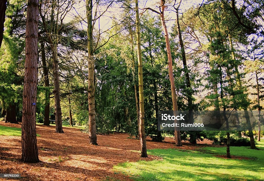 National Botanic Garden of Ireland - Lizenzfrei Baum Stock-Foto