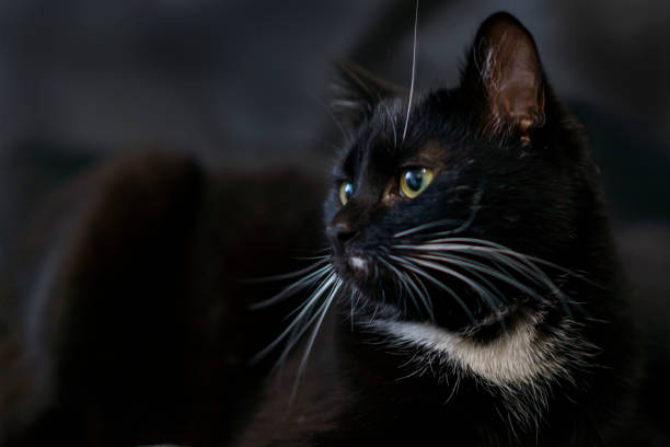 a black cat on a black background looks to the left
