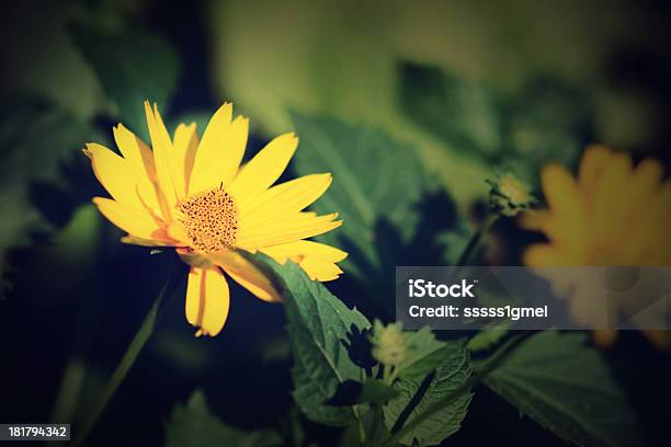 Foto de Foto Vintage De Flores Silvestres Florescendo e mais fotos de stock de Amarelo - Amarelo, Beleza natural - Natureza, Botânica - Assunto