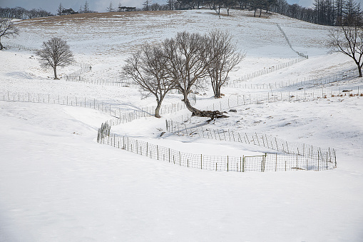 winter landscape