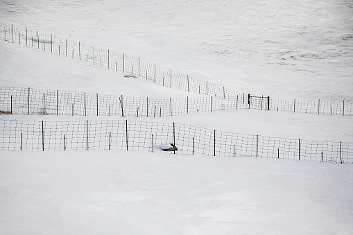 winter landscape