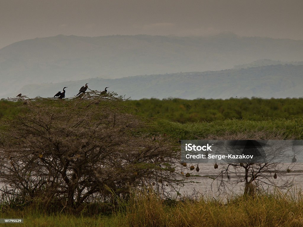 Noite savanna com árvores e um lago - Royalty-free Acima Foto de stock