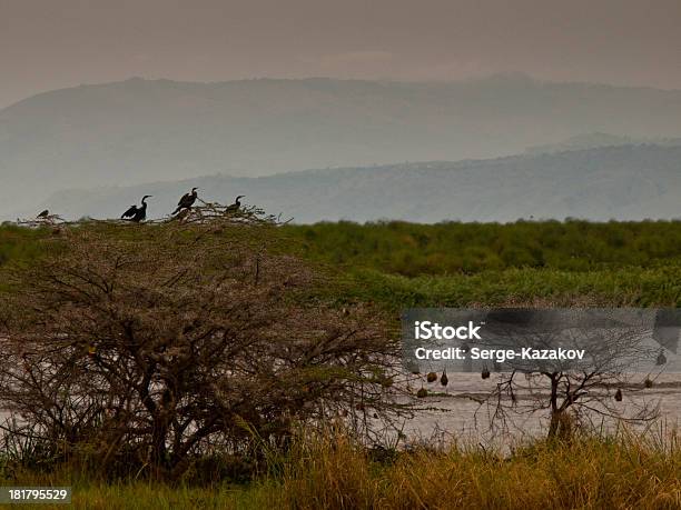 Noite Savanna Com Árvores E Um Lago - Fotografias de stock e mais imagens de Acima - Acima, Animal de Safari, Animal selvagem