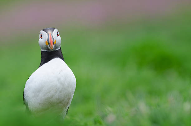 istock Portrait of an Atlantic Puffin 181795768