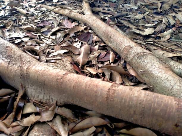 The big roots of the Banyan tree