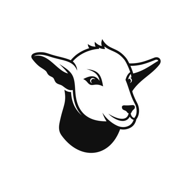 ilustrações, clipart, desenhos animados e ícones de rosto do cordeiro da ovelha no fundo branco para o logotipo. vetor - sheep lamb wool animal head