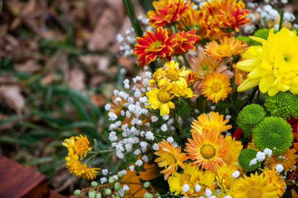 istock Autumn flowers bad 1817970712