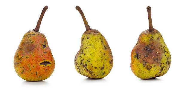 Rotten pear in three positions. Rotten pear in three positions on white. Created with Canon 14bit RAW. bruised fruit stock pictures, royalty-free photos & images