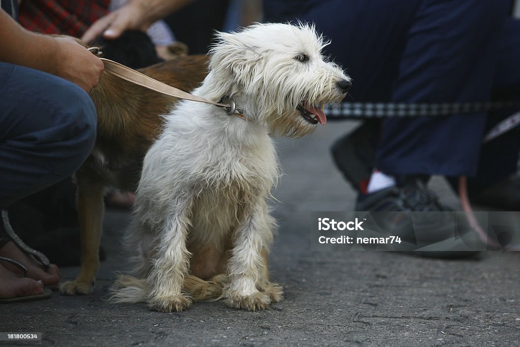 Cachorro branco - Foto de stock de Alta Sociedade royalty-free