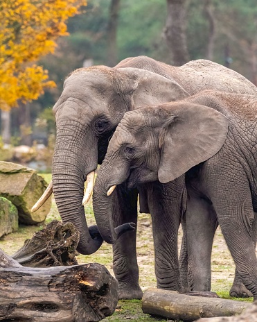 Two African female elephants in a savannah