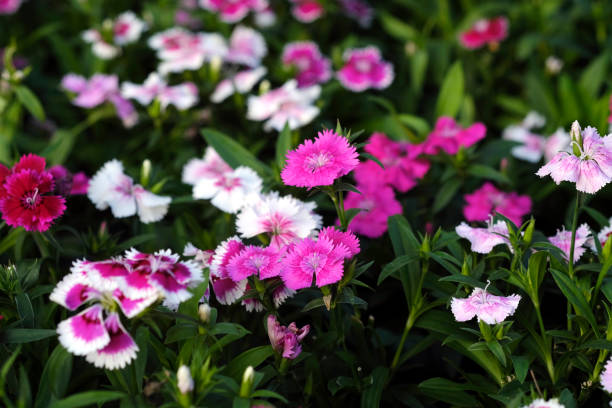 istock Most Beautiful flower blossoming in the spring garden, A frame with soft selective focus. 1818011030