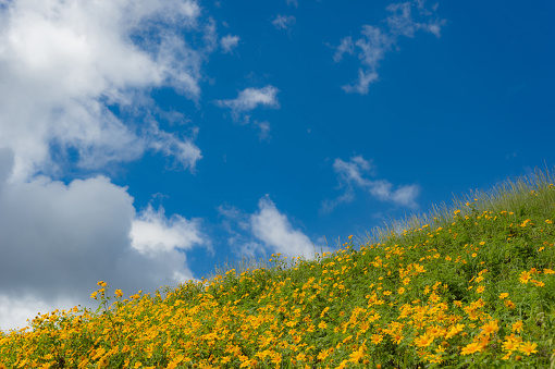 yellow blooming rape field, blue sky, web banner