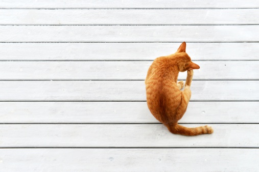 Top view of Ginger Cat Scratch ear with copy space , white background. Animal portrait.