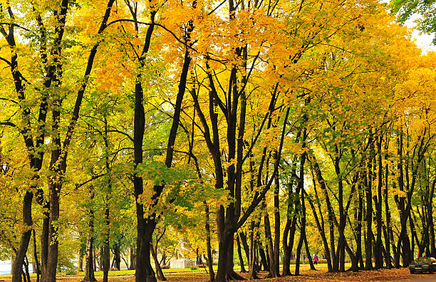 istock Golden fall colors in the woods 181802192