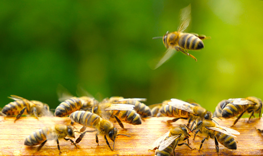 Bees communicating at the top of an open hive.
