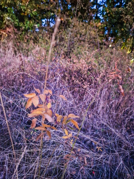 istock All about autumn in November 1818023554