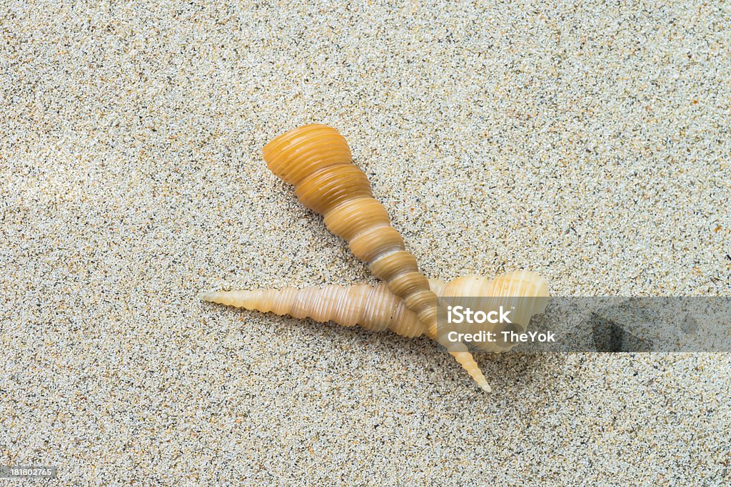 Conchiglie con sabbia come sfondo - Foto stock royalty-free di A ventaglio