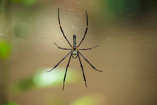 istock Macro Spider in the wild , thailand 181802837