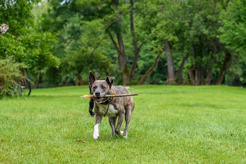 A brown dog playing in a green park