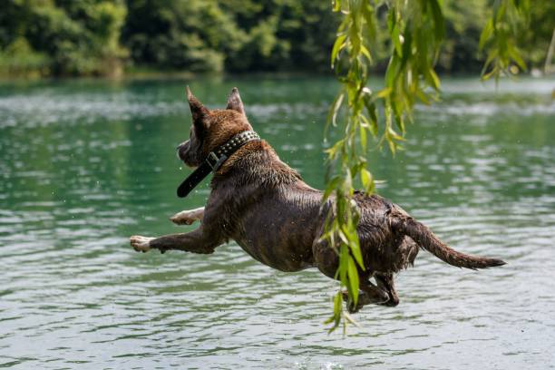 istock Brown dog jumping and playing in the lake 1818029169