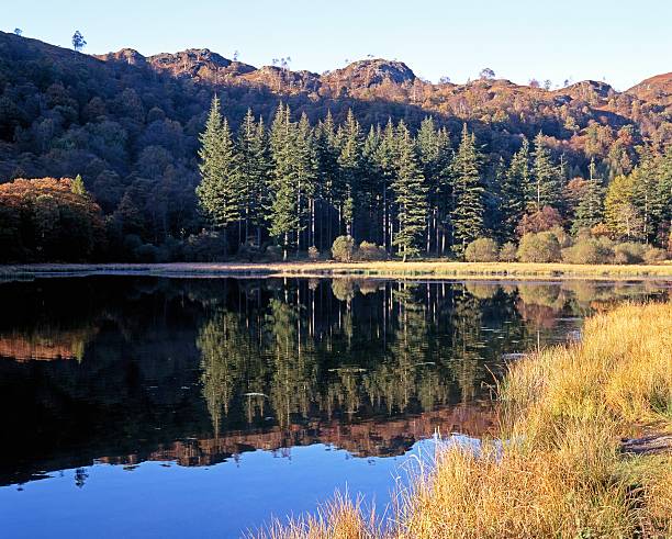 istock Lake and trees, Hawkeshead, Cumbria. 181803528