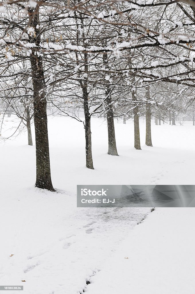 Oak Bäume und Schnee Weg - Lizenzfrei Ast - Pflanzenbestandteil Stock-Foto