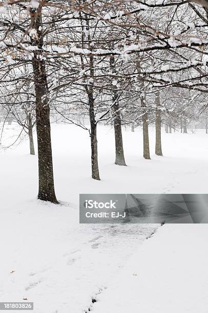 Oak Bäume Und Schnee Weg Stockfoto und mehr Bilder von Ast - Pflanzenbestandteil - Ast - Pflanzenbestandteil, Baum, Eiche