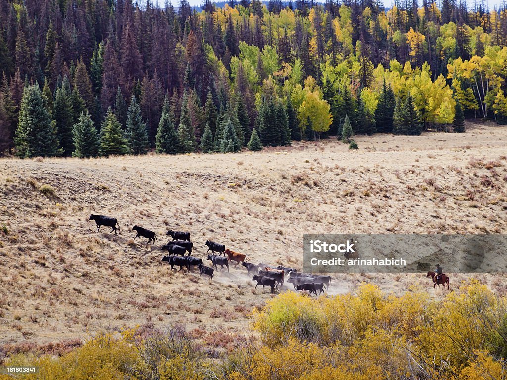 Перегон скота - Стоковые фото Бык - животное роялти-фри