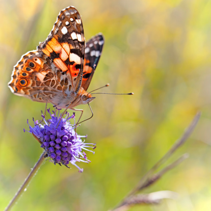 Painted Lady butterfly on a brown ray knapweed