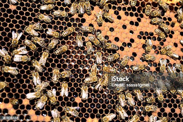 Biene Colony Stockfoto und mehr Bilder von Biene - Biene, Bienenstock, Bienenwabe