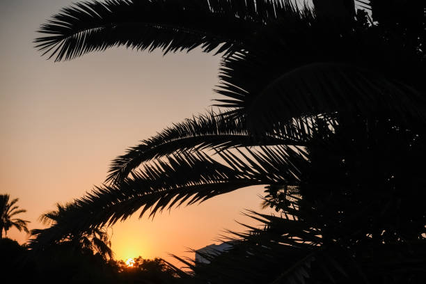 istock dark palm leaves during a warm sundown in the summer 1818055414