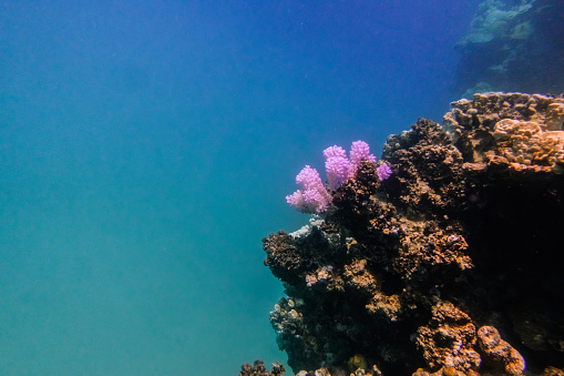 fresh new pink coral in old dead corals during diving in the red sea