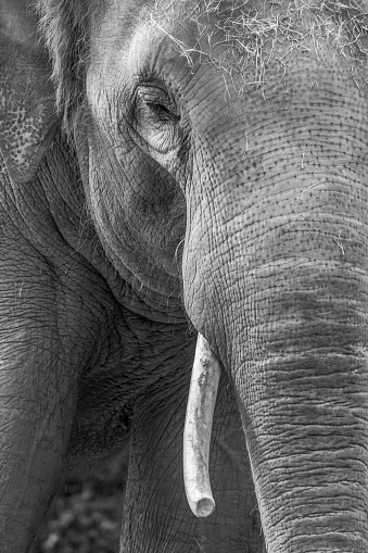 A black and white closeup of an Asian elephant.