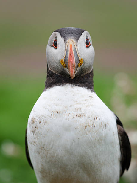 istock Portrait of an Atlantic Puffin 181806157