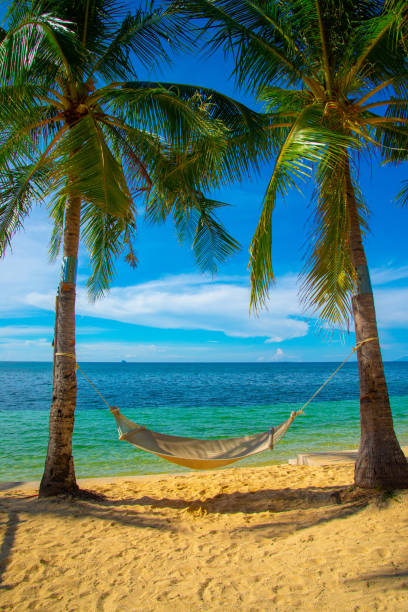 istock A scenic tropical beachside landscape featuring swaying coconut trees 1818064988