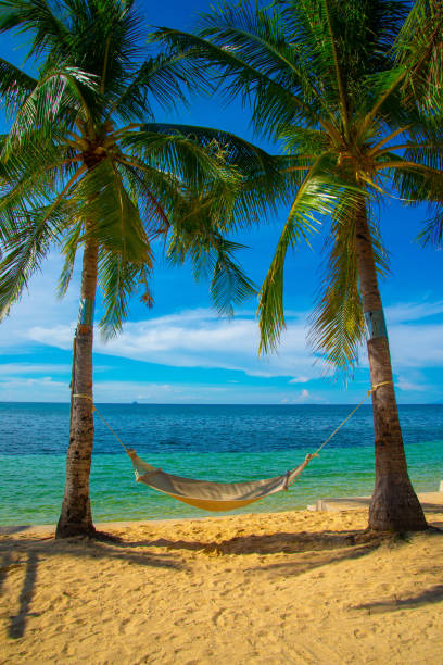 istock A scenic tropical beachside landscape featuring swaying coconut trees 1818067309
