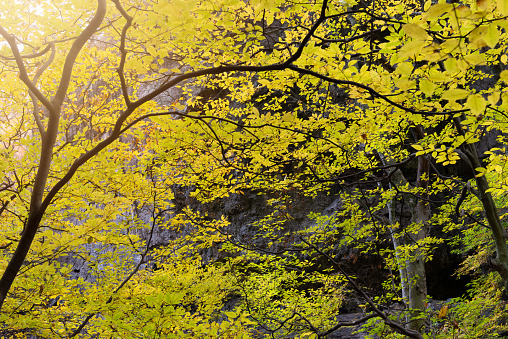 Trees turning yellow. Autumn scenery in Japan.Japan travel.