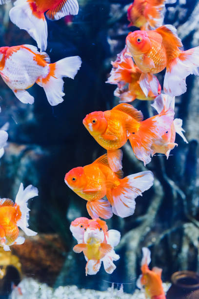 istock Orange oranda goldfish in aquarium 1818076665
