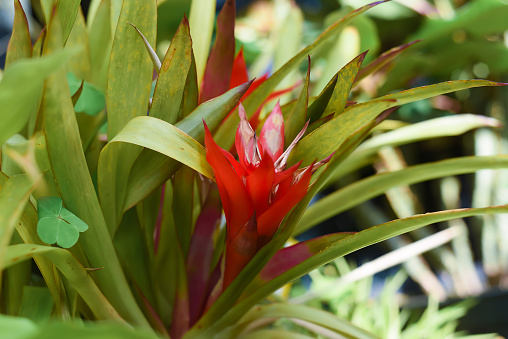 Guzmania lingulata, the droophead tufted airplant or scarlet star