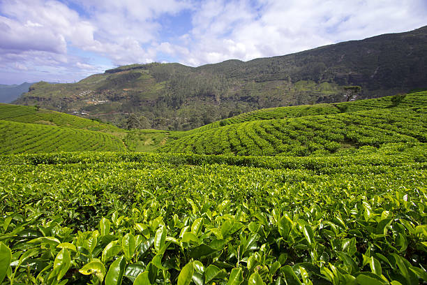 istock Sri Lanka tea garden mountains 181808165