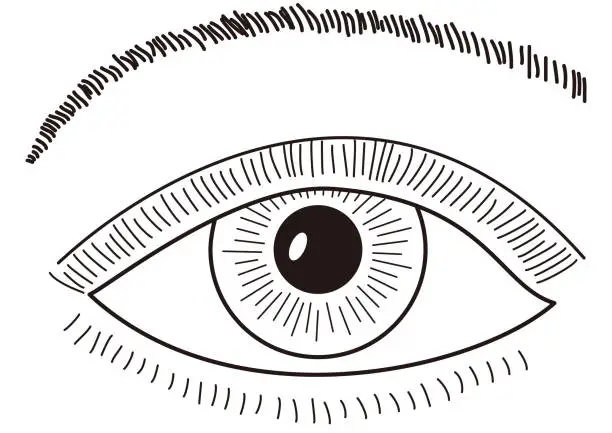 Vector illustration of Close-up line drawing of human eye